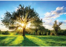 DEGRETS Fotótapéta DEGRETS 83410 Nap a fa mögött, 184x254cm (83410)