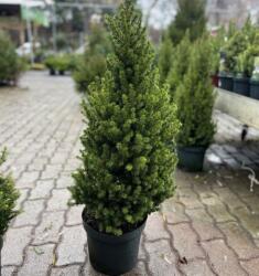  Picea Glauca conica cukorsüvegfenyő P37, kb 80 cm magas