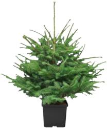  Konténeres prémium lucfenyő 100/125 cm (-50%-a levásárolható)