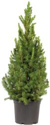  Picea Glauca conica cukorsüvegfenyő P29, kb 80 cm magas