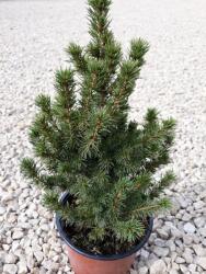  Picea Glauca conica cukorsüvegfenyő P11, kb 15 cm magas