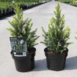  Picea Glauca 'Rainbows End" cukorsüvegfenyő P18, kb 40 cm magas