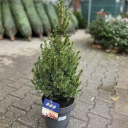  Picea Glauca conica cukorsüvegfenyő P21, kb 35 cm magas