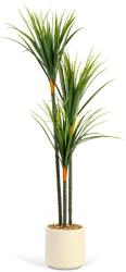  Műdísznövény Dracaena Marginata - 1, 2 m, zöld