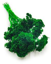 Enchanted Szárított cickafark (Achillea) Zöld (KRWAWNIK ZIELONY IT)