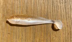 Realistic Shad Gumi Realistic Shad Matusiak Jazgarz 7cm No. 013 Új (J7 013)