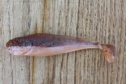 Realistic Shad Gumi Realistic Shad Matusiak Jazgarz 7cm No. 031 (J7 031)