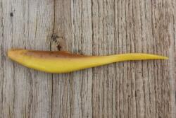 Realistic Shad Gumi Realistic Shad Matusiak Kolbász 8cm No. 042 Fecske (KJ8 042)