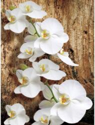 DEGRETS Fotótapéta DEGRETS 83339 Orchidea 3D, 254x184cm (83339)