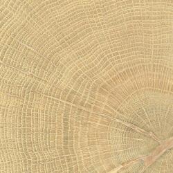 Emilceramica Padló Emil W-Circles oak 10x10 cm matt 00ENJD68 (100X100 WCI OAK)