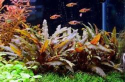 INVITAL Cryptocoryne wendtii Brown (IN-VITRO pohár Ø 7 cm)