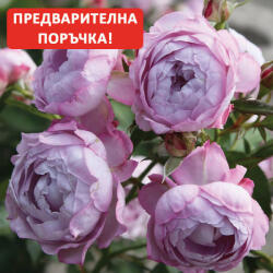 Kordes® Роза Herzogin Dorothea® - Parfuma® - Kordes®