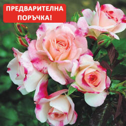 Kordes® Роза Rosenstadt Freising® - Kordes®