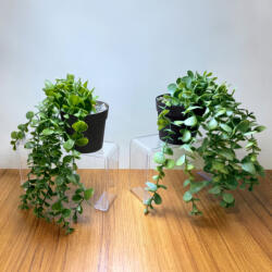Vog und Arths Decor de Plantă Artificială - În Ghiveci - 16 x 26 cm (11826)