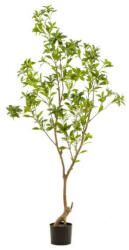  Élethű mű tea cserje fa - 185 cm