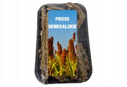  Senegáli Köles, 200g, kalászban, vadon élő madaraknak, rágcsálóknak (Proso senegalskie 200g)