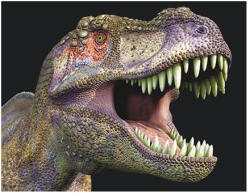  3D mágnes t-rex fej 9x7cm