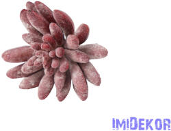  Kövirózsa hamvas 14cm - Bordó