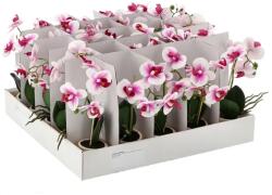  Műorchidea virágszál, 30 cm, 3 választható szín (fehér/rózsaszín/lazac) (3871)