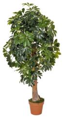 WELLIS - Sugárarália műnövény 150cm (WN00008)