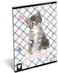 Lizzy Card Füzet LIZZY CARD A5 32 lapos sima 20-32 purrrfect (19496)