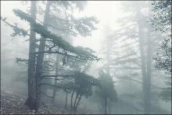 Muralo Fotótapéta a nappaliba, sötét erdő a ködben, 120×180cm (MF_559_VE180-120)