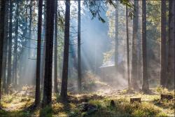 Muralo Hálószoba fotótapéta, erdő fák természet, 120×180cm (MF_380_VE180-120)