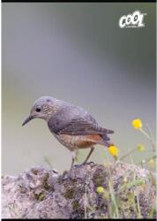 Victoria Füzet, tűzött, A4, vonalas, 80 lap, COOL BY VICTORIA "Birds - nyomtassingyen