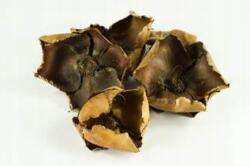 Dalia-RP Palm cup szárított virág, terráriumhoz, barna, kb. 6-10cm (susz dekoracyjny)