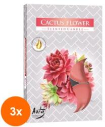 LCA Set 3 x 6 Lumanari Pastila, 4 Ore, Floare de Cactus (GIL-3xLCA-P15-312)