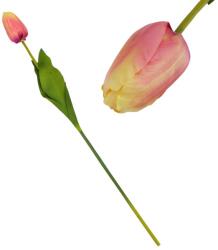  Szálas tulipán magenta - sárga