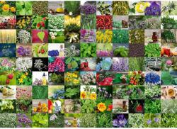 Ravensburger 99 de plante și condimente 1000 piese RVSPA15991 Puzzle