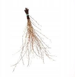 (F. P. H. U. Jodełka) Nyírfaágak Valódi Arany Karácsonyi Dekoráció Nyírfa (gałązki)