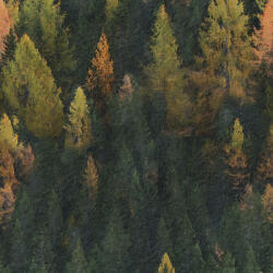 Takoy Vízálló poliészter TD/NS mintás erdő festmény