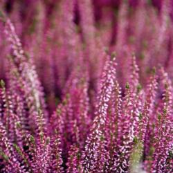 Ambiente Heather papírszalvéta 33x33cm, 20db-os