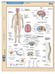 STIEFEL Tanulói munkalap STIEFEL A/4 idegrendszer (275357) - wondex