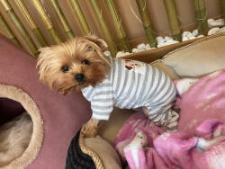  Kutyaruha - Mintás, csíkos, overál - overall - kezeslábas kutyaruha - többféle színben - XL - piros