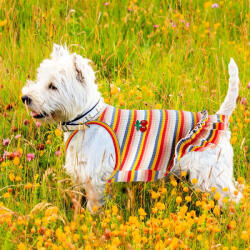  Kutyaruha - Színes pamut ruha cseresznye mintával kétféle színben - XL - piros csíkos