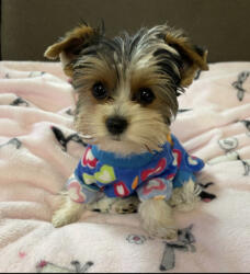  Kutyaruha - Kutyapulóver - Kutyapulcsi - Mintás - Kék - 2XL - kék