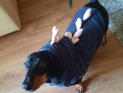  Kutyaruha - kutyakabát - kutyamellény - Dínós, bélelt, kapucnis, - többféle színben - M - piros