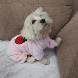  Kutyaruha - Bundás, meleg overál - overall - kezeslábas, tökéletes piszi vagy otthonka- eper mintával , kényelmes és stílusos - S