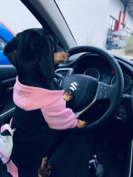  Kutyaruha - Kutyapulóver - Kutyapulcsi - Hátizsákos, kapucnis, meleg kutyapulóver - boci mintával - L