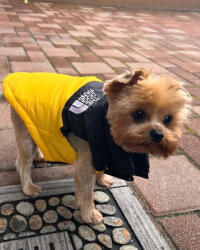  Kutyaruha - Kutyakabát - kutyamellény, meleg zipzáras széltörő és vízálló - sárga - 3XL