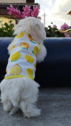  Kutyaruha - Fehér pamut trikó citrom mintával - L