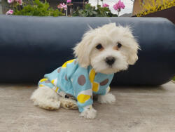  Kutyaruha - Kutyapulóver - Kutyapulcsi - Nyuszi mintával - XS