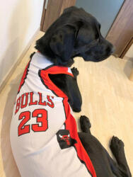  Kutyaruha - Sportmez - Bulls - M
