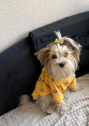  Kutyaruha - Kutyapulóver - Kutyapulcsi - Maci mintával - S