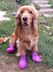  Kutyacipő - Vízálló, gumis - 7 választható szín - 2XL - piros