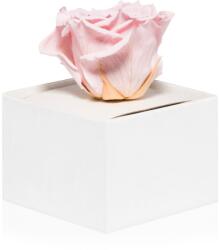 RoseAmor Pink örökrózsa dobozban