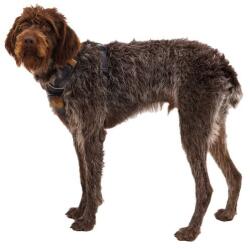 Ruffwear Front Range® Harness hám, Moonlight Mountains S